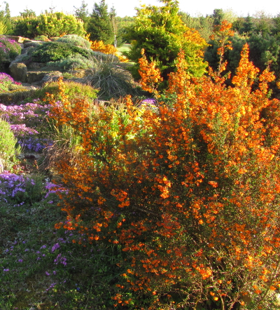 Berberis x stenophylla 'Corallina Compacta' 